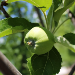 The Growing Green Apple