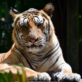 Big Tiger Paw