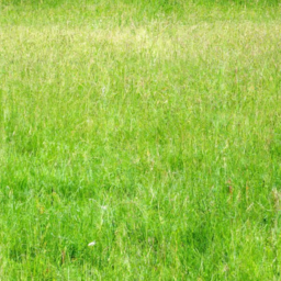 Soft Grass Meadow
