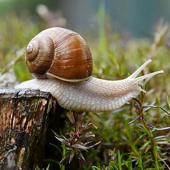The Slowest Snail
